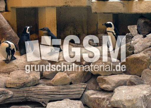 Brillenpinguine-3.jpg